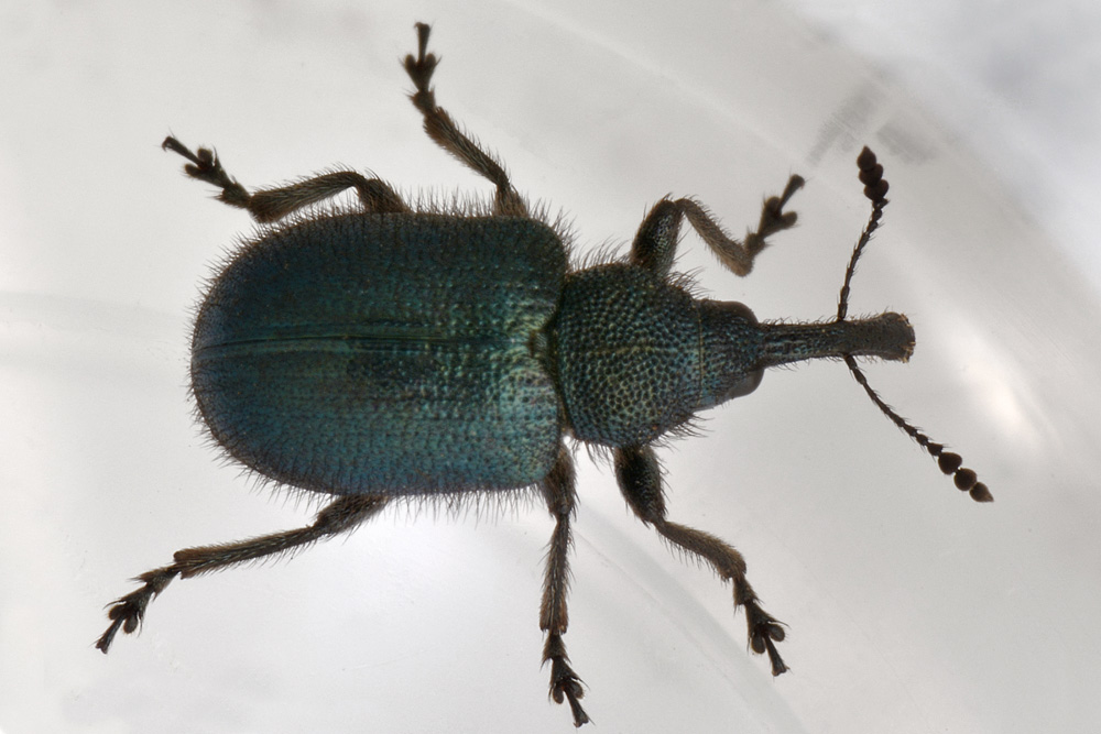 Rhynchitidae: Lasiorhynchites?  No, Haplorhynchites pubescens